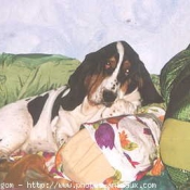 Photo de Basset hound