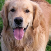 Photo de Golden retriever