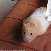 Photo de Hamster