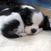 Photo de Cavalier king charles spaniel