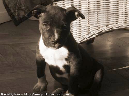 Photo d'American staffordshire terrier