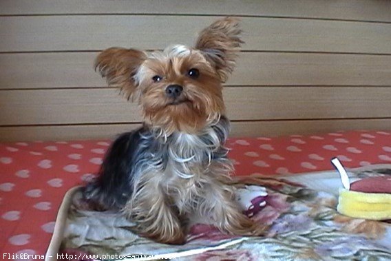 Photo de Yorkshire terrier