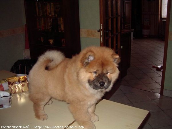 Photo de Chow chow