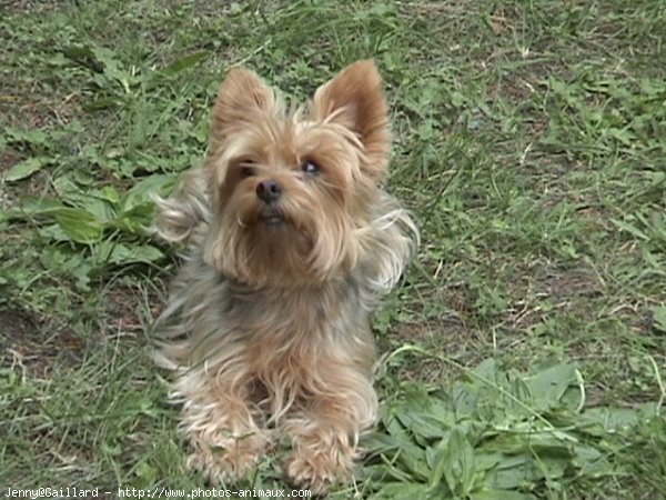 Photo de Yorkshire terrier