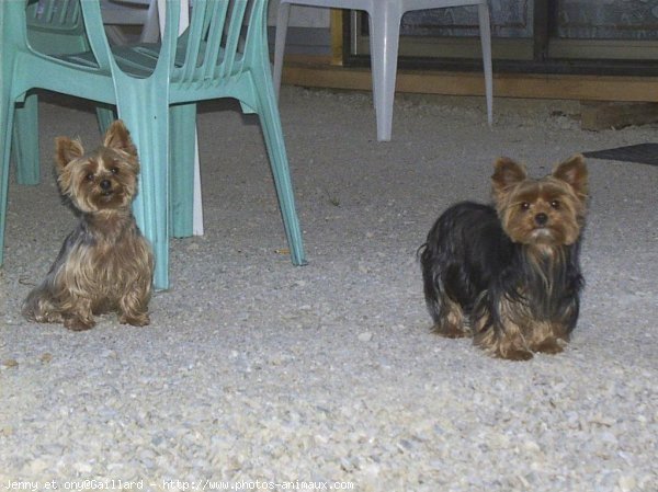 Photo de Yorkshire terrier