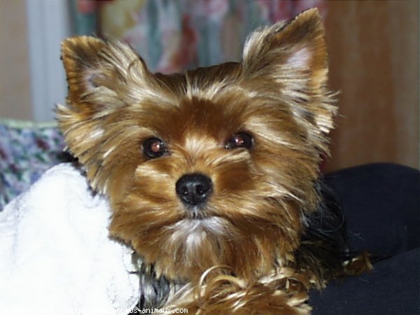 Photo de Yorkshire terrier