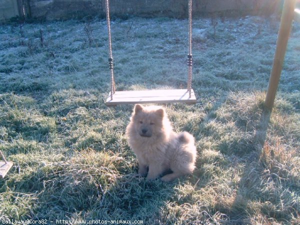 Photo de Chow chow