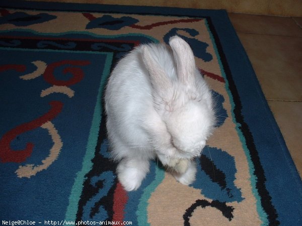 Photo de Lapin