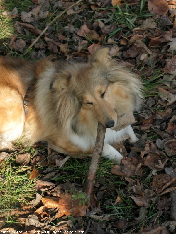 Photo de Chien de berger des shetland