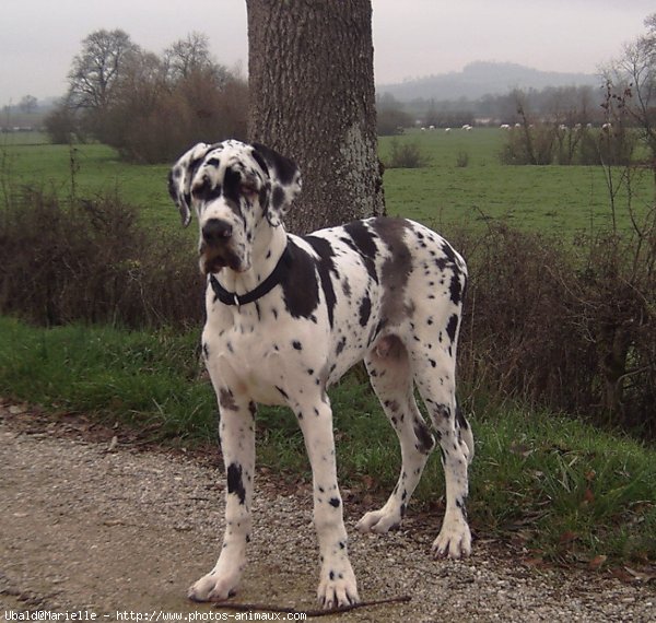 Photo de Dogue allemand