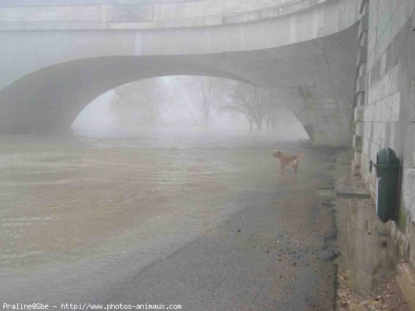 Photo de Golden retriever