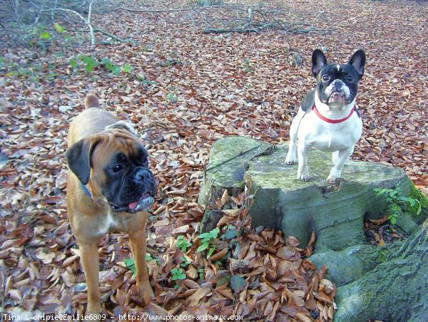 Photo de Races diffrentes