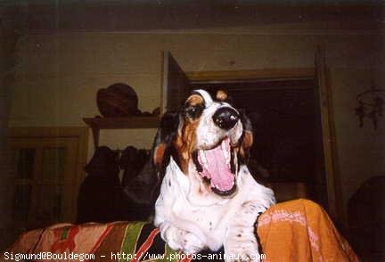 Photo de Basset hound