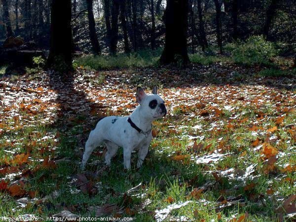 Photo de Bouledogue franais