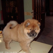 Photo de Chow chow