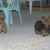 Photo de Yorkshire terrier