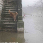 Photo de Golden retriever