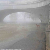 Photo de Golden retriever