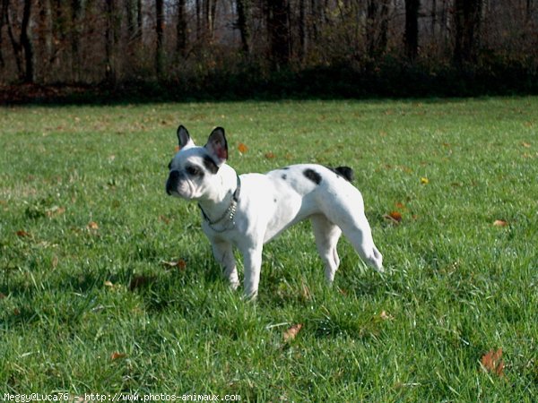 Photo de Bouledogue franais