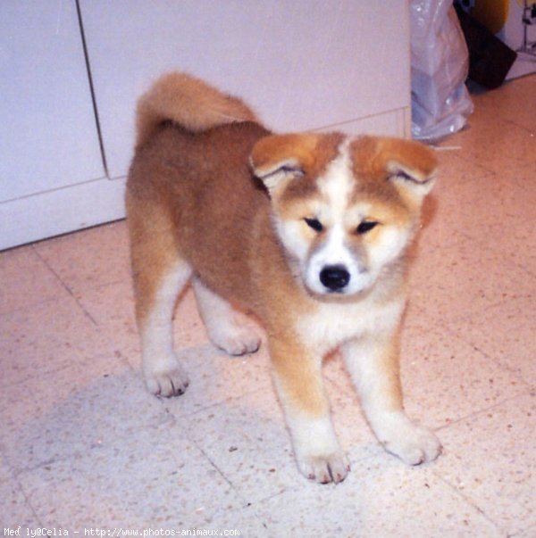 Photo d'Akita inu