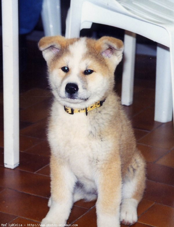 Photo d'Akita inu