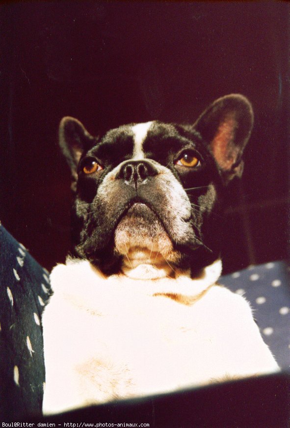 Photo de Bouledogue franais