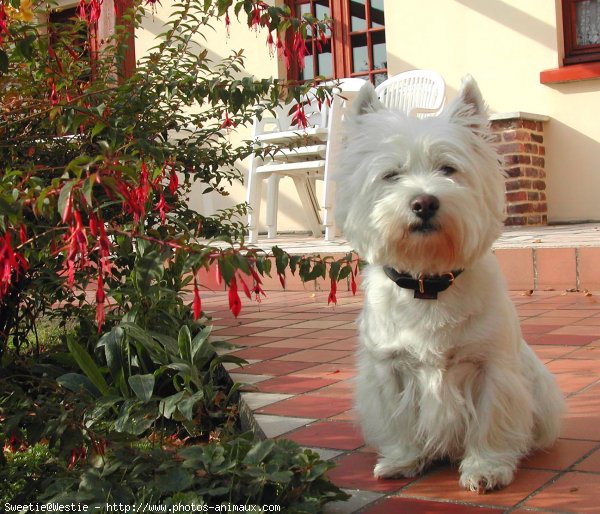 Photo de West highland white terrier