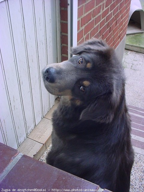 Photo de Dogue du tibet