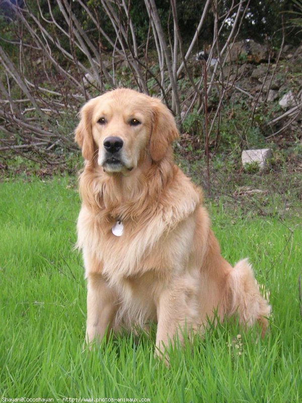 Photo de Golden retriever