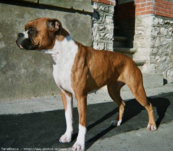 Photo de Boxer