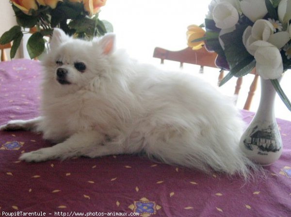 Photo de Spitz moyen