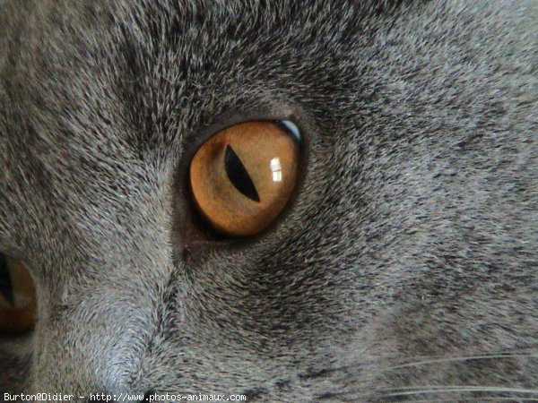 Photo de Chartreux