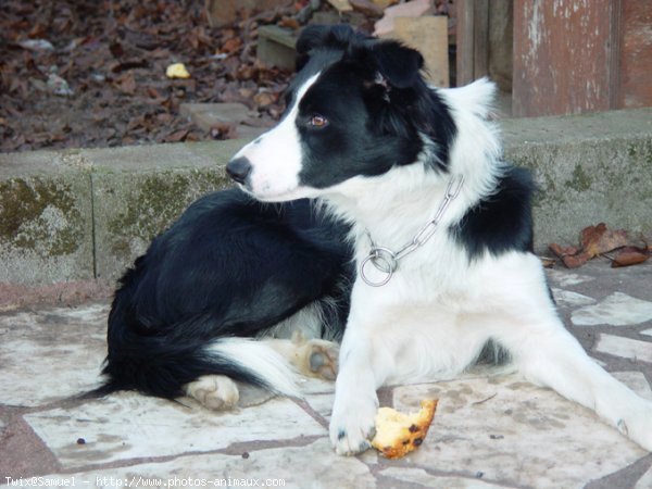 Photo de Border collie