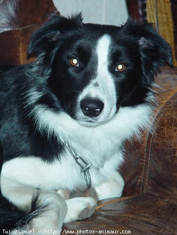 Photo de Border collie