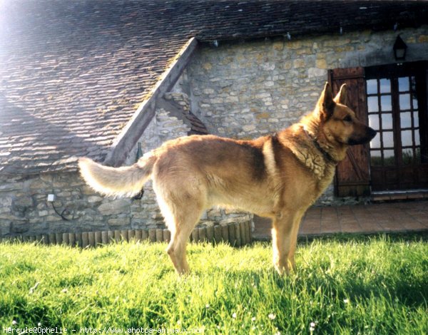 Photo de Berger belge malinois