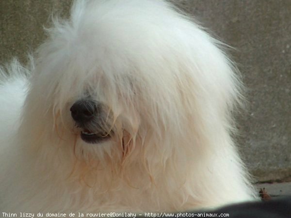 Photo de Coton de tulear