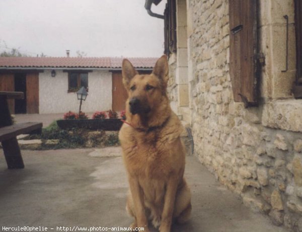 Photo de Berger belge malinois