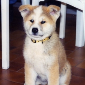 Photo d'Akita inu