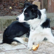 Photo de Border collie