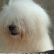 Photo de Coton de tulear