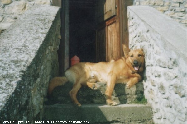 Photo de Berger belge malinois