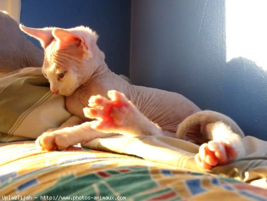 Photo de Devon rex