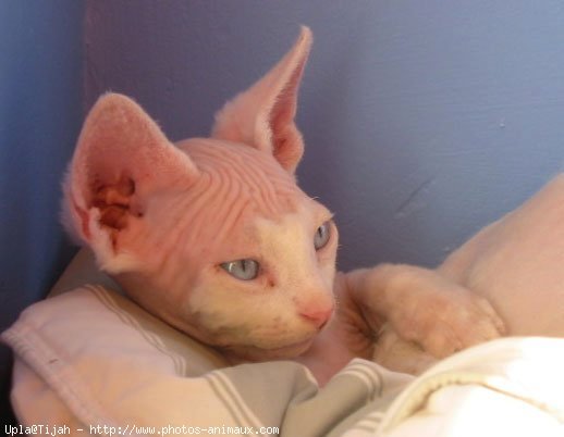 Photo de Devon rex