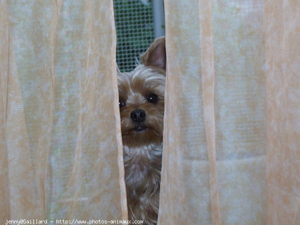 Photo de Yorkshire terrier