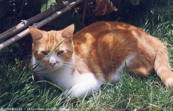 Photo de Chat domestique