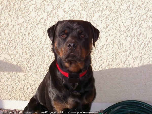 Photo de Rottweiler