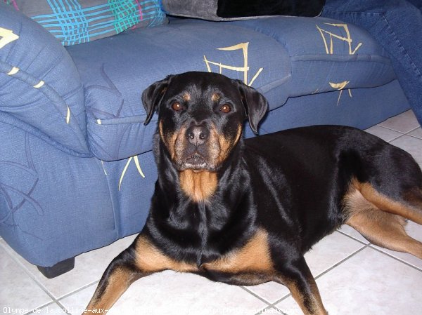 Photo de Rottweiler