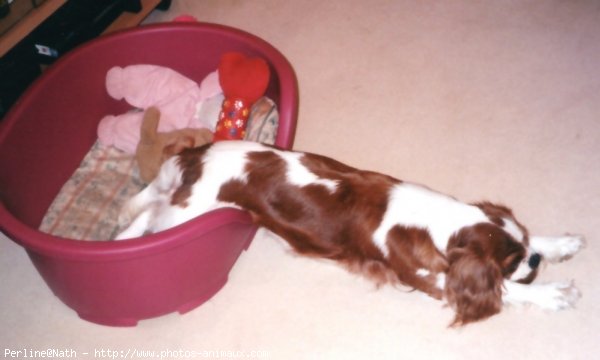 Photo de Cavalier king charles spaniel