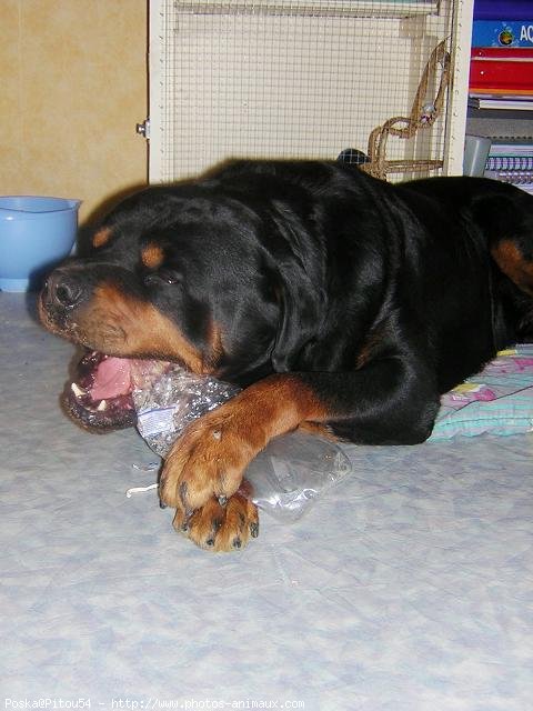 Photo de Rottweiler