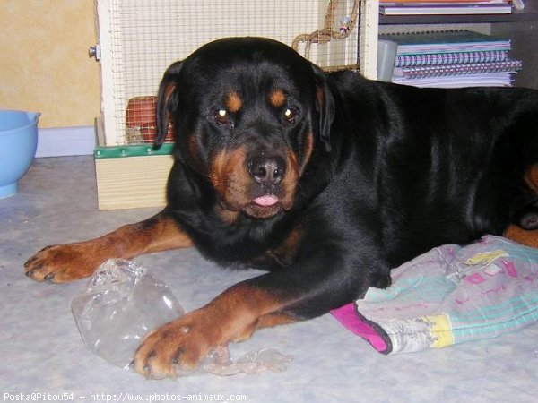 Photo de Rottweiler